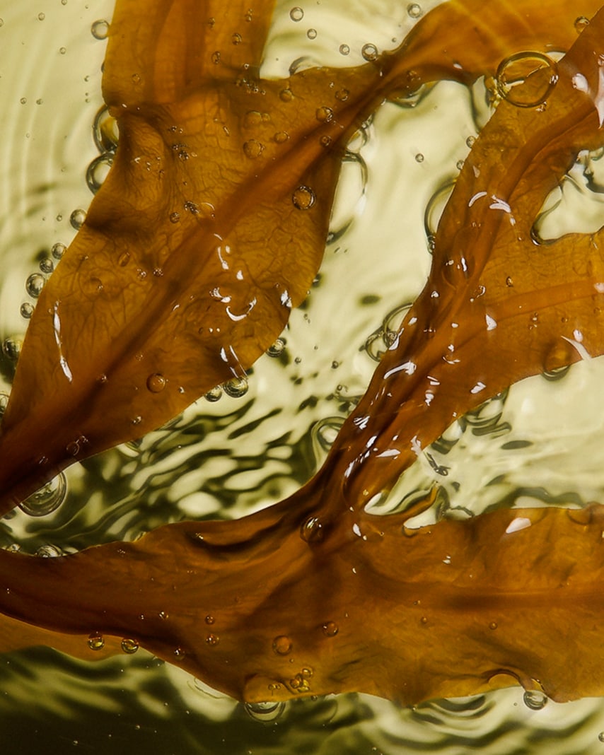 DIE NEUE CLARITY ALGAE